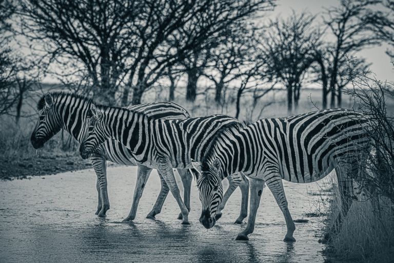 Zebras im Regen, Etosha, Namibia