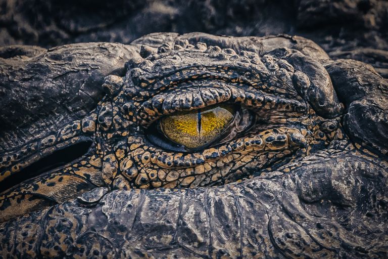 Krokodilsaugen, Chobe River, Botsuana